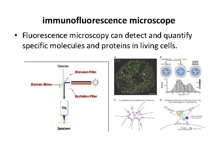 immunofluorescence microscope • Fluorescence microscopy can detect and quantify specific molecules and proteins in