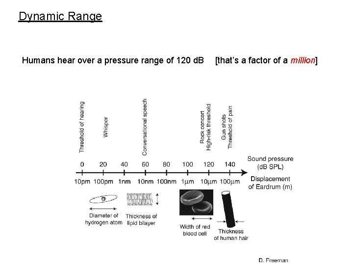 Dynamic Range Humans hear over a pressure range of 120 d. B [that’s a