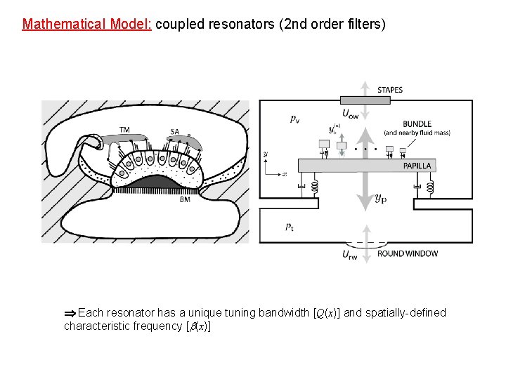 Model Schematic Mathematical Model: coupled resonators (2 nd order filters) Each resonator has a