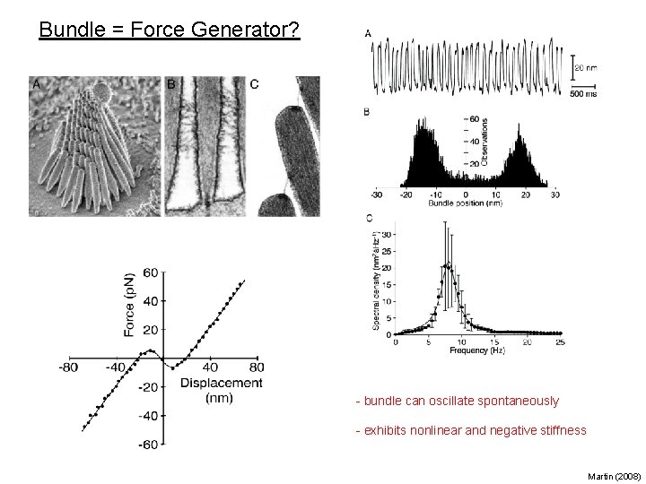 Bundle = Force Generator? - bundle can oscillate spontaneously - exhibits nonlinear and negative