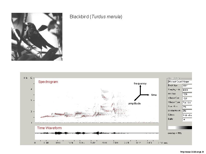Blackbird (Turdus merula) Spectrogram frequency time amplitude Time Waveform http: //www. birdsongs. it/ 