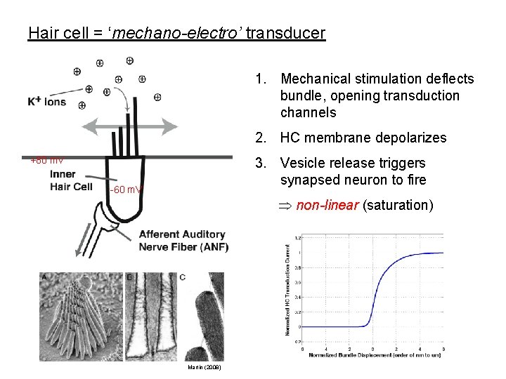 Hair cell = ‘mechano-electro’ transducer 1. Mechanical stimulation deflects bundle, opening transduction channels 2.