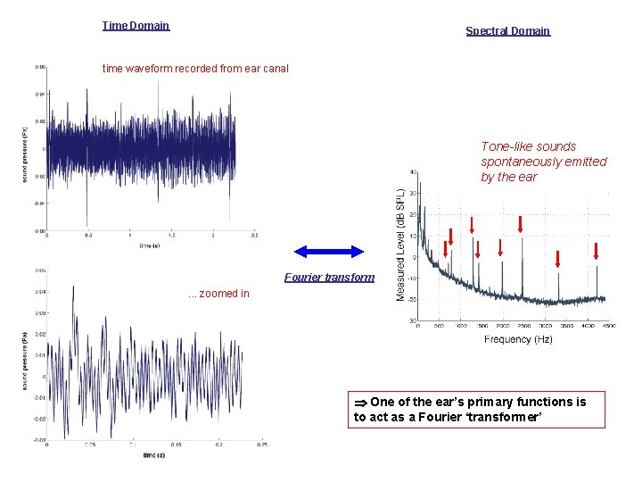 Time Domain Spectral Domain time waveform recorded from ear canal Tone-like sounds spontaneously emitted