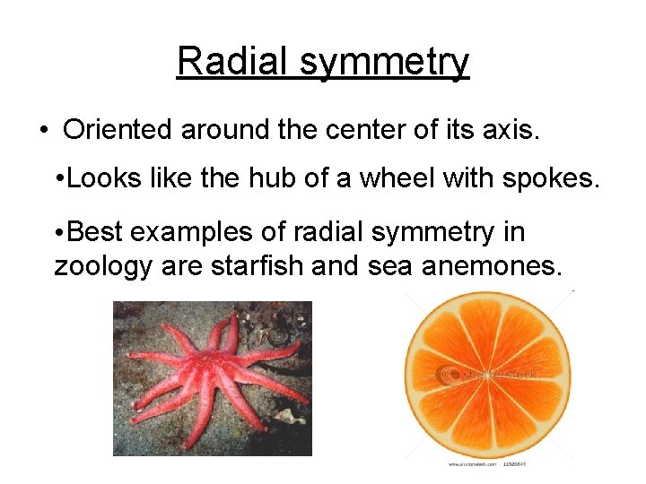 Radial symmetry • Oriented around the center of its axis. • Looks like the