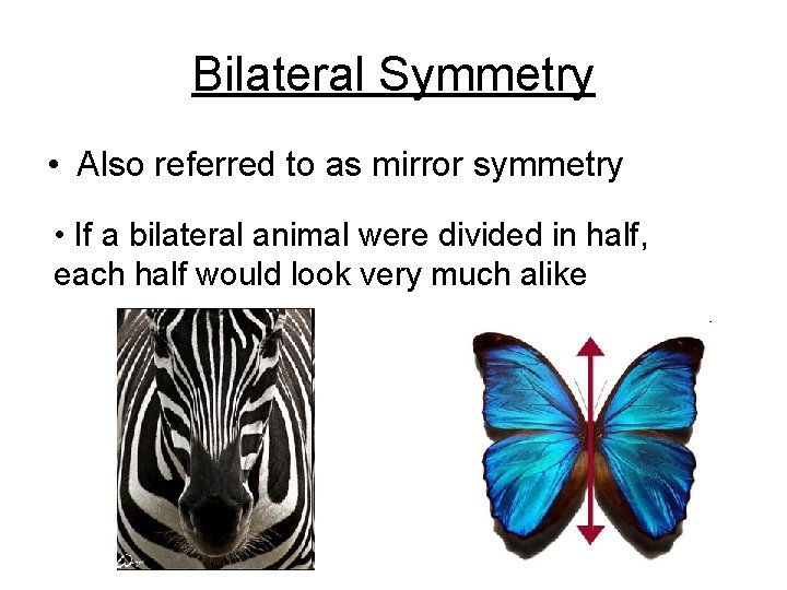 Bilateral Symmetry • Also referred to as mirror symmetry • If a bilateral animal
