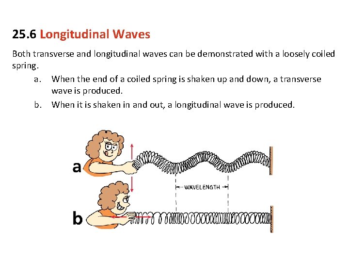 25. 6 Longitudinal Waves Both transverse and longitudinal waves can be demonstrated with a