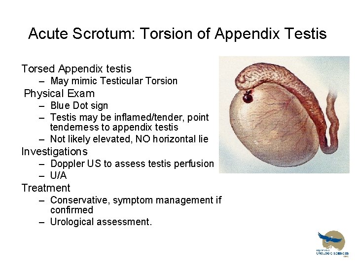 Acute Scrotum: Torsion of Appendix Testis Torsed Appendix testis – May mimic Testicular Torsion