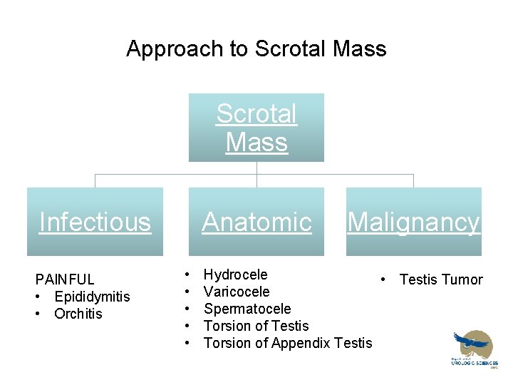 Approach to Scrotal Mass Infectious PAINFUL • Epididymitis • Orchitis Anatomic • • •