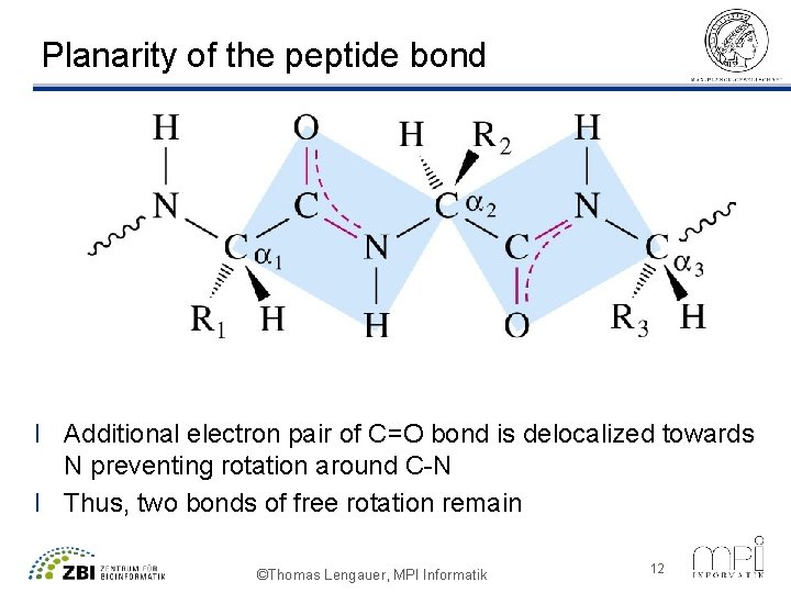 Planarity of the peptide bond l Additional electron pair of C=O bond is delocalized