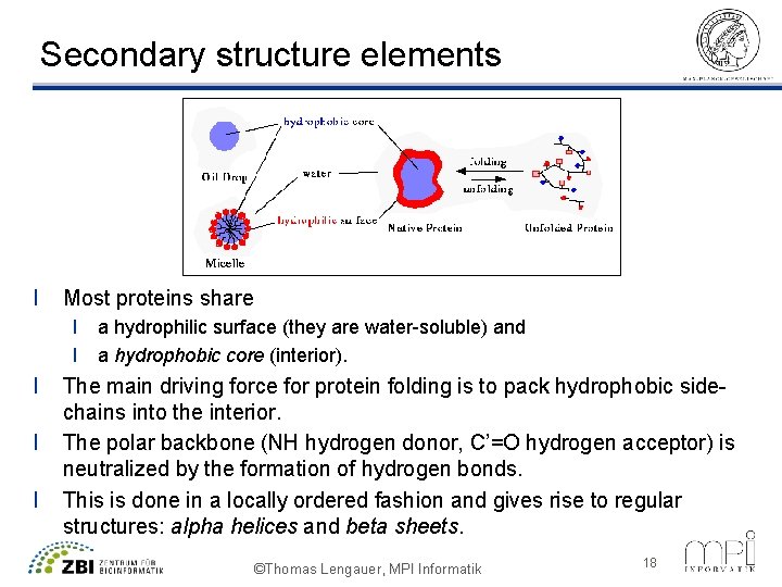 Secondary structure elements l Most proteins share l a hydrophilic surface (they are water-soluble)