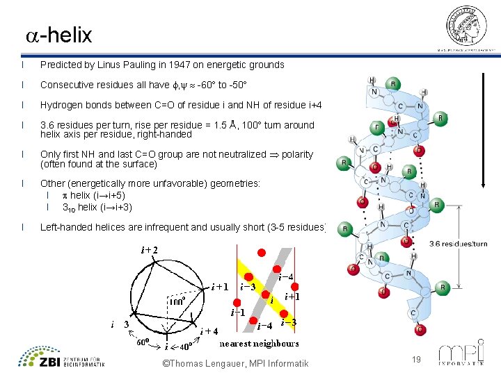 a-helix l Predicted by Linus Pauling in 1947 on energetic grounds l Consecutive residues