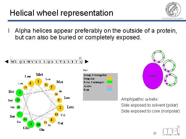 Helical wheel representation l Alpha helices appear preferably on the outside of a protein,