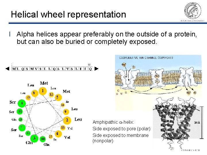 Helical wheel representation l Alpha helices appear preferably on the outside of a protein,