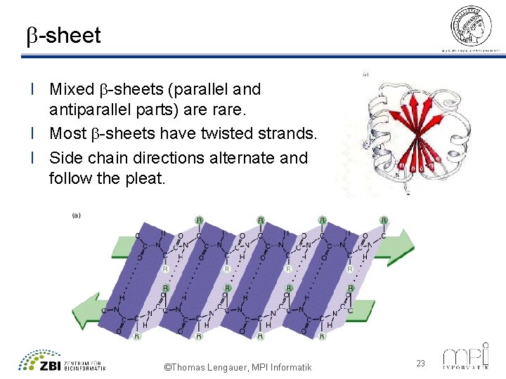 b-sheet l Mixed b-sheets (parallel and antiparallel parts) are rare. l Most b-sheets have