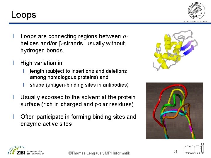 Loops l Loops are connecting regions between ahelices and/or b-strands, usually without hydrogen bonds.