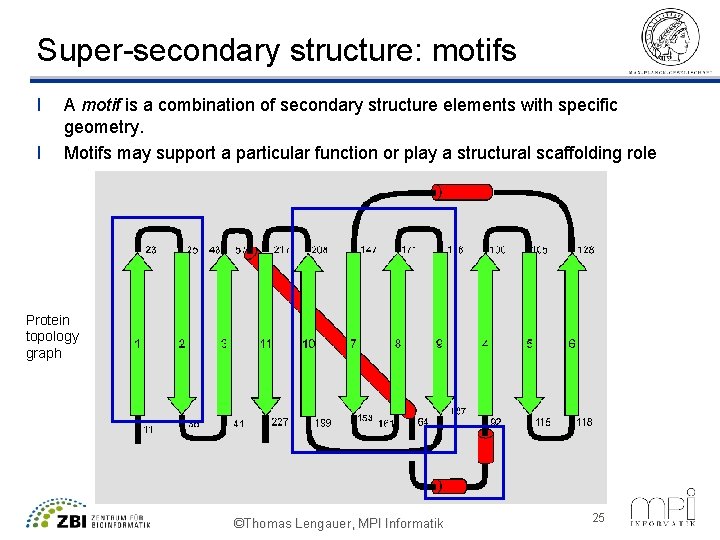 Super-secondary structure: motifs l l A motif is a combination of secondary structure elements
