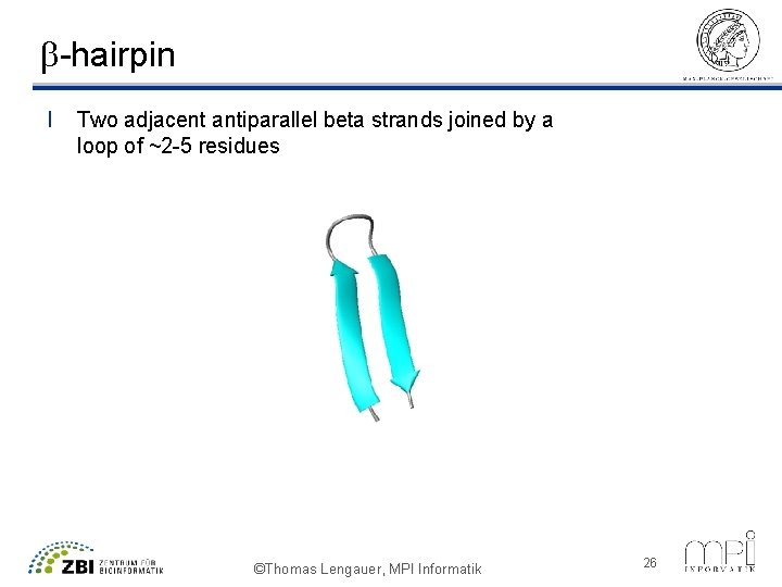 b-hairpin l Two adjacent antiparallel beta strands joined by a loop of ~2 -5