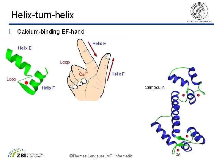 Helix-turn-helix l Calcium-binding EF-hand calmodulin ©Thomas Lengauer, MPI Informatik 29 