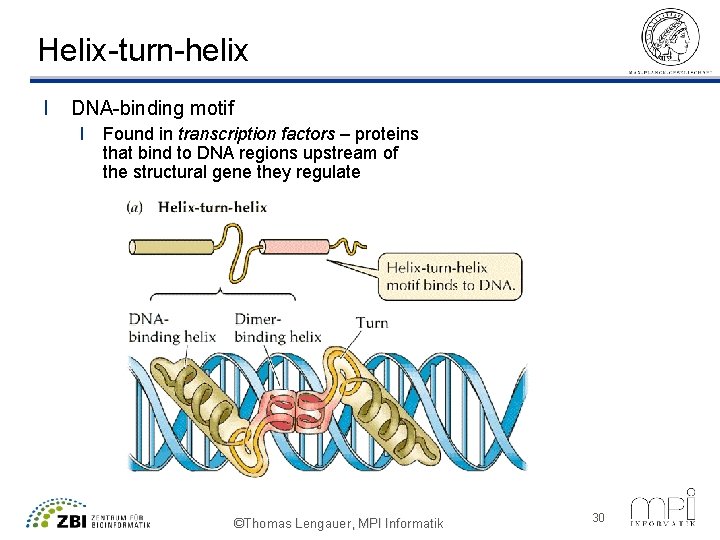 Helix-turn-helix l DNA-binding motif l Found in transcription factors – proteins that bind to