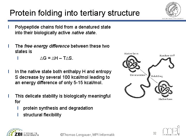Protein folding into tertiary structure l Polypeptide chains fold from a denatured state into