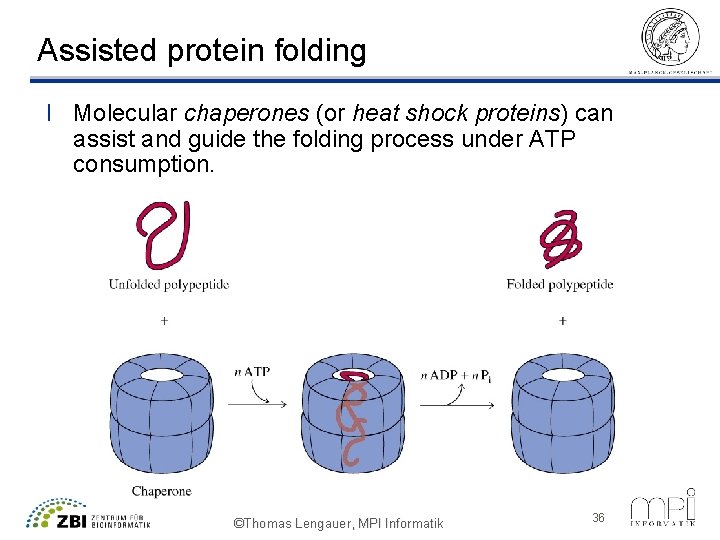 Assisted protein folding l Molecular chaperones (or heat shock proteins) can assist and guide