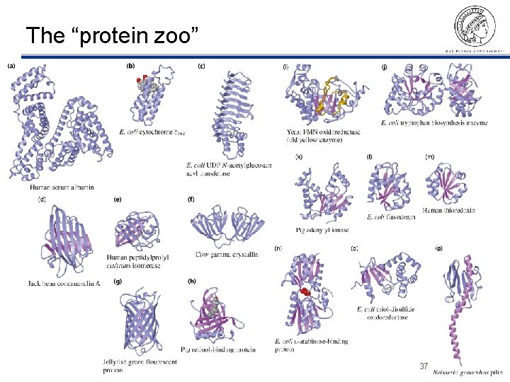 The “protein zoo” ©Thomas Lengauer, MPI Informatik 37 