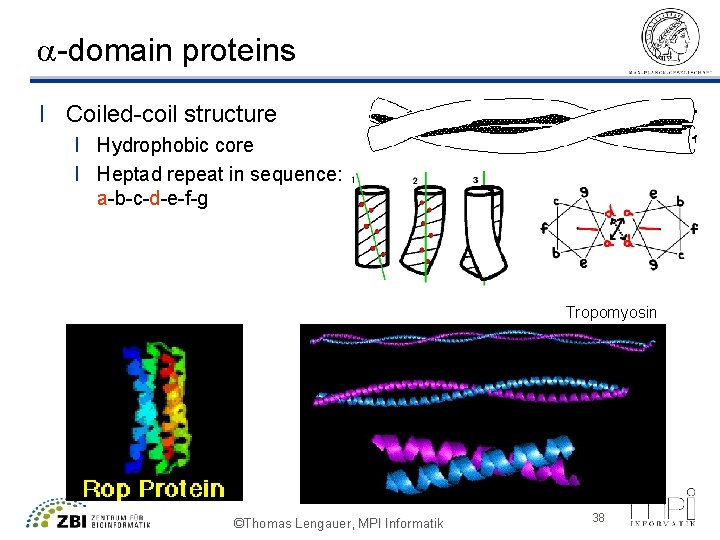 a-domain proteins l Coiled-coil structure l Hydrophobic core l Heptad repeat in sequence: a-b-c-d-e-f-g