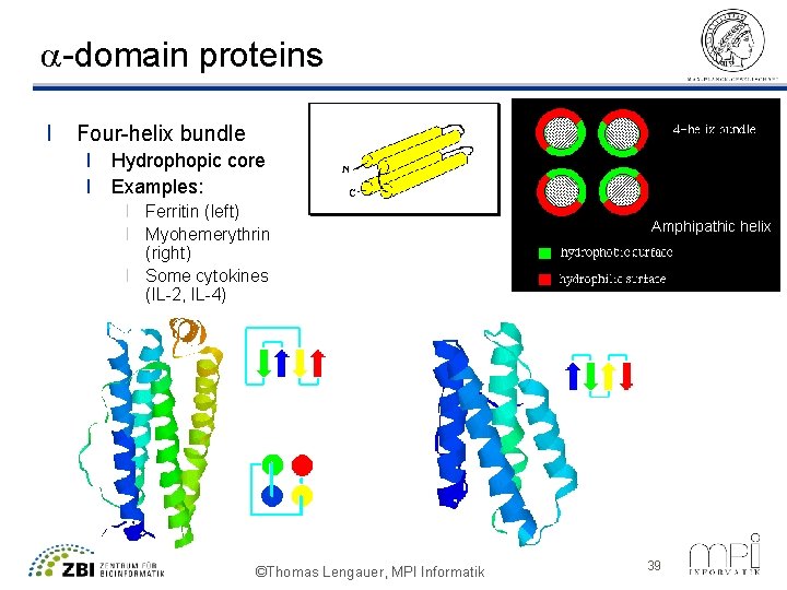 a-domain proteins l Four-helix bundle l Hydrophopic core l Examples: l Ferritin (left) l