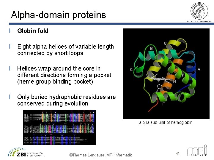 Alpha-domain proteins l Globin fold l Eight alpha helices of variable length connected by