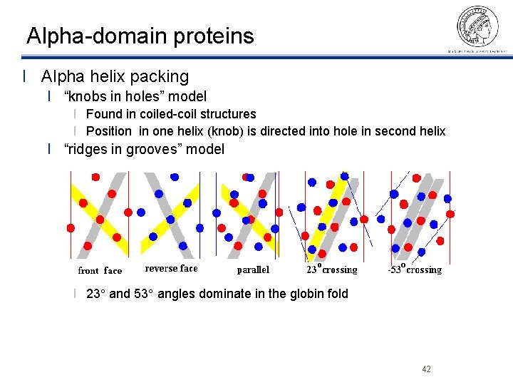 Alpha-domain proteins l Alpha helix packing l “knobs in holes” model l Found in