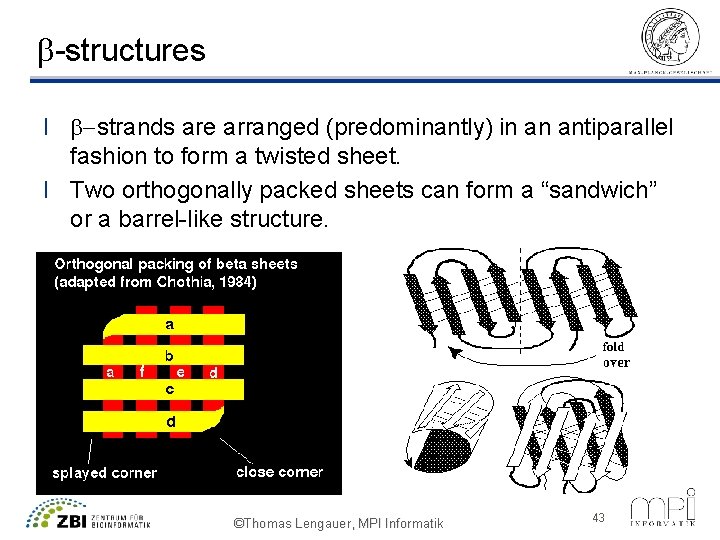 b-structures l b-strands are arranged (predominantly) in an antiparallel fashion to form a twisted