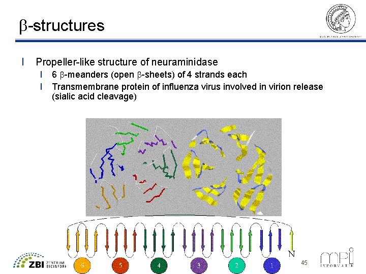 b-structures l Propeller-like structure of neuraminidase l 6 b-meanders (open b-sheets) of 4 strands