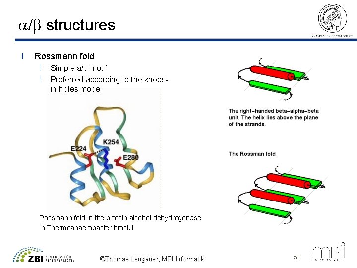 a/b structures l Rossmann fold l l Simple a/b motif Preferred according to the