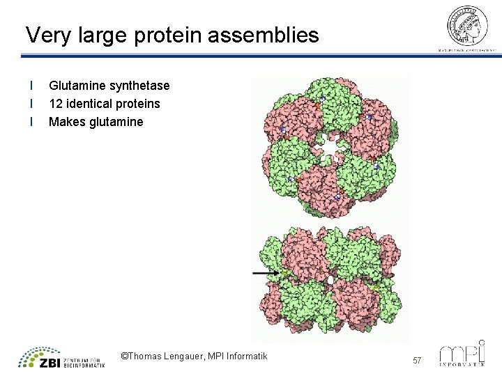 Very large protein assemblies l l l Glutamine synthetase 12 identical proteins Makes glutamine