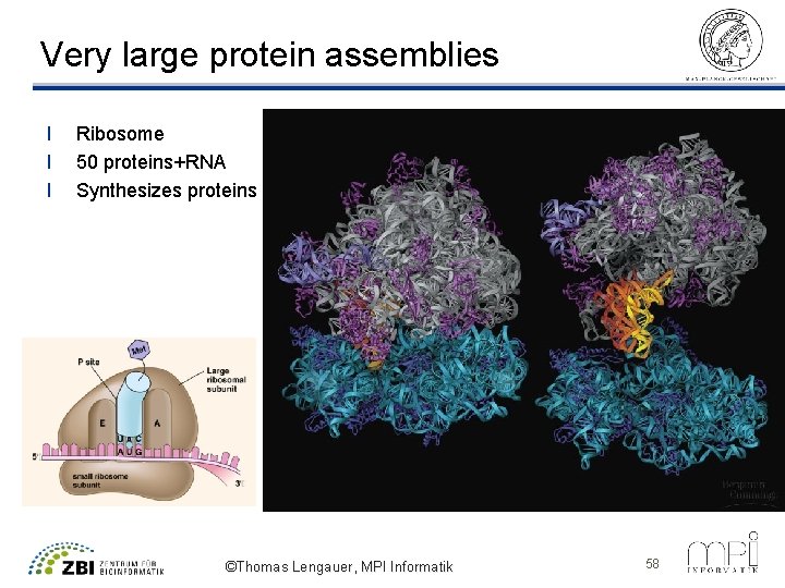 Very large protein assemblies l l l Ribosome 50 proteins+RNA Synthesizes proteins ©Thomas Lengauer,