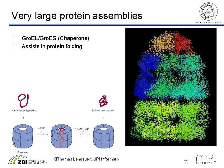 Very large protein assemblies l l Gro. EL/Gro. ES (Chaperone) Assists in protein folding