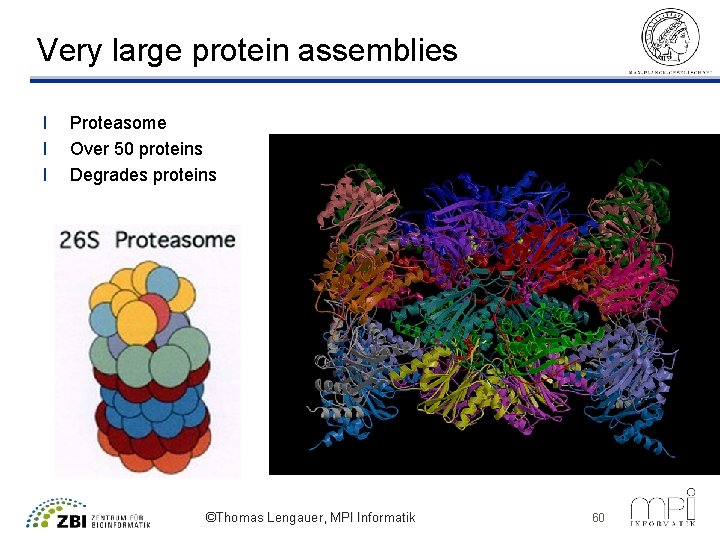 Very large protein assemblies l l l Proteasome Over 50 proteins Degrades proteins ©Thomas