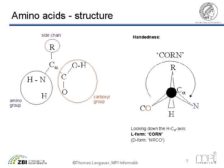 Amino acids - structure side chain amino group Handedness: carboxyl group Looking down the