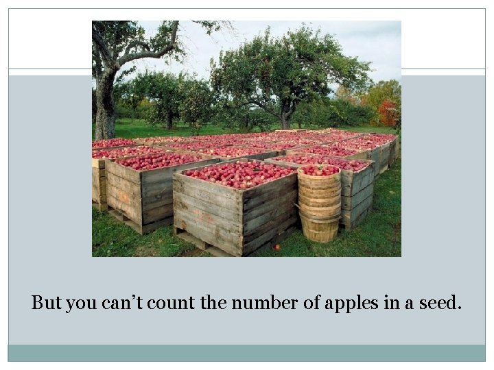 But you can’t count the number of apples in a seed. 
