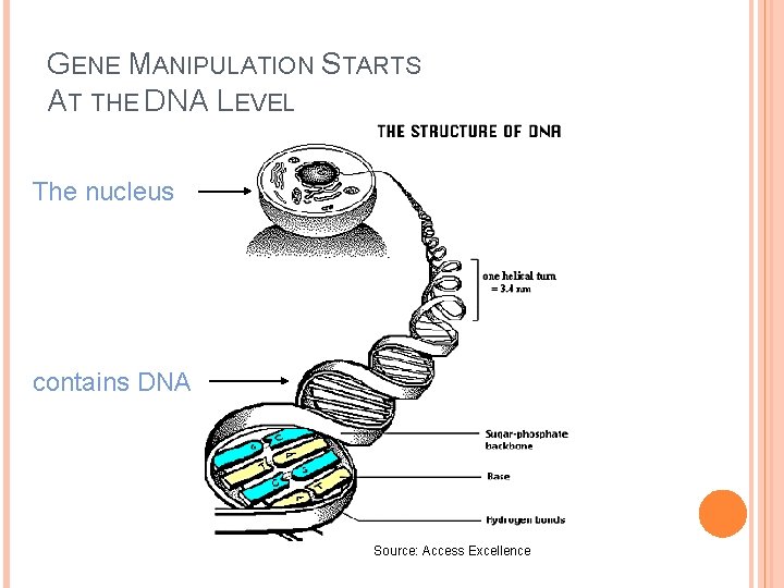 GENE MANIPULATION STARTS AT THE DNA LEVEL The nucleus contains DNA Source: Access Excellence GENE MANIPULATION STARTS AT THE DNA LEVEL The nucleus contains DNA Source: Access Excellence