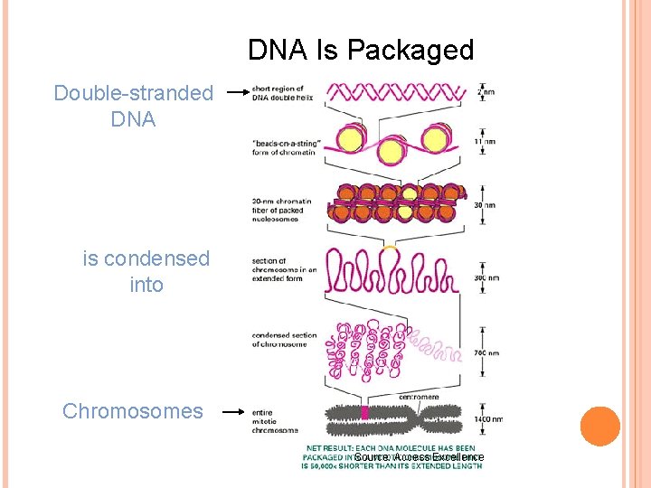 DNA Is Packaged Double-stranded DNA is condensed into Chromosomes Source: Access Excellence DNA Is Packaged Double-stranded DNA is condensed into Chromosomes Source: Access Excellence