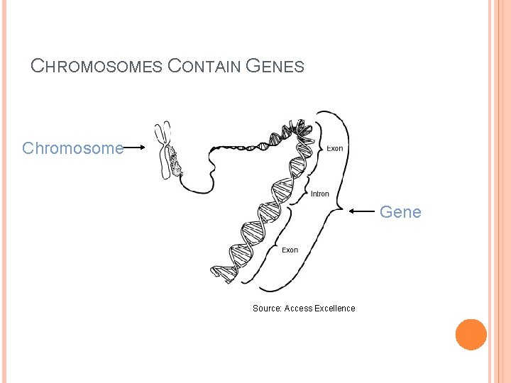 CHROMOSOMES CONTAIN GENES Chromosome Gene Source: Access Excellence CHROMOSOMES CONTAIN GENES Chromosome Gene Source: Access Excellence