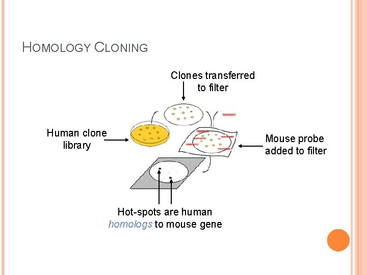 HOMOLOGY CLONING Clones transferred to filter Human clone library Mouse probe added to filter HOMOLOGY CLONING Clones transferred to filter Human clone library Mouse probe added to filter