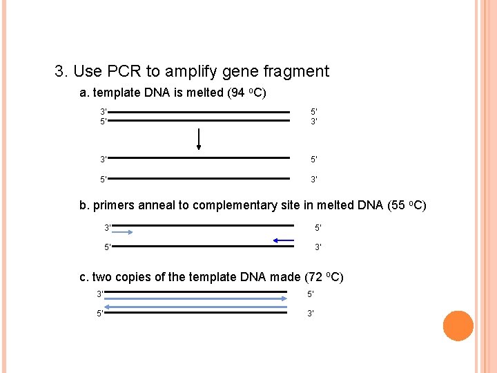 3. Use PCR to amplify gene fragment a. template DNA is melted (94 o. 3. Use PCR to amplify gene fragment a. template DNA is melted (94 o.