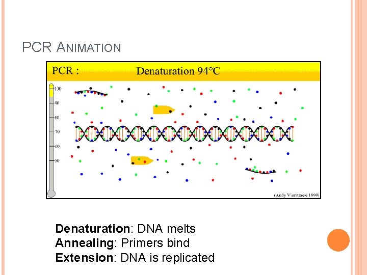 PCR ANIMATION Denaturation: DNA melts Annealing: Primers bind Extension: DNA is replicated PCR ANIMATION Denaturation: DNA melts Annealing: Primers bind Extension: DNA is replicated
