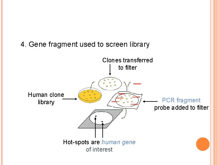 4. Gene fragment used to screen library Clones transferred to filter Human clone library 4. Gene fragment used to screen library Clones transferred to filter Human clone library