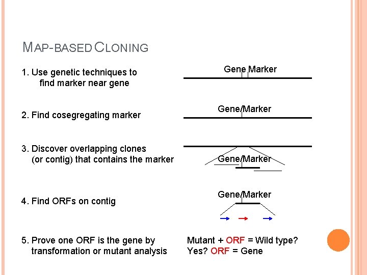 MAP-BASED CLONING 1. Use genetic techniques to find marker near gene 2. Find cosegregating MAP-BASED CLONING 1. Use genetic techniques to find marker near gene 2. Find cosegregating