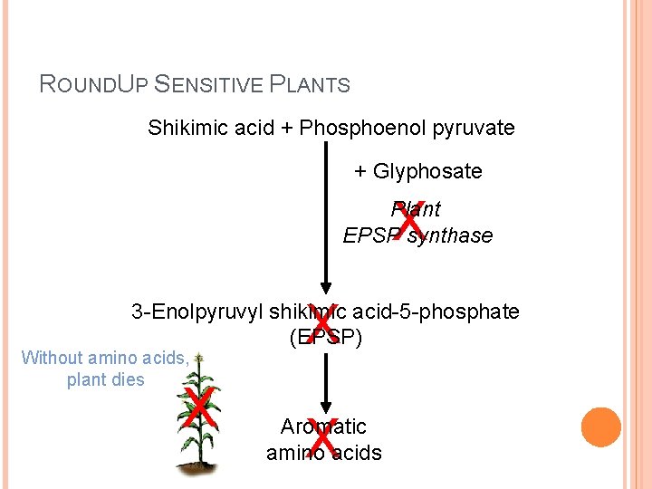 ROUNDUP SENSITIVE PLANTS Shikimic acid + Phosphoenol pyruvate + Glyphosate X Plant EPSP synthase ROUNDUP SENSITIVE PLANTS Shikimic acid + Phosphoenol pyruvate + Glyphosate X Plant EPSP synthase