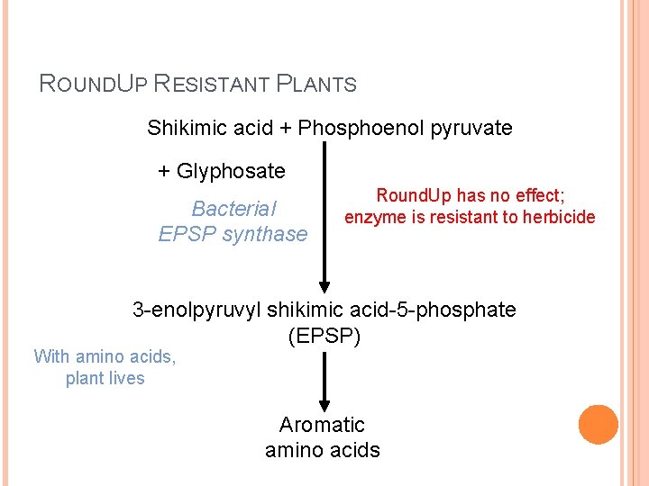 ROUNDUP RESISTANT PLANTS Shikimic acid + Phosphoenol pyruvate + Glyphosate Bacterial EPSP synthase Round. ROUNDUP RESISTANT PLANTS Shikimic acid + Phosphoenol pyruvate + Glyphosate Bacterial EPSP synthase Round.