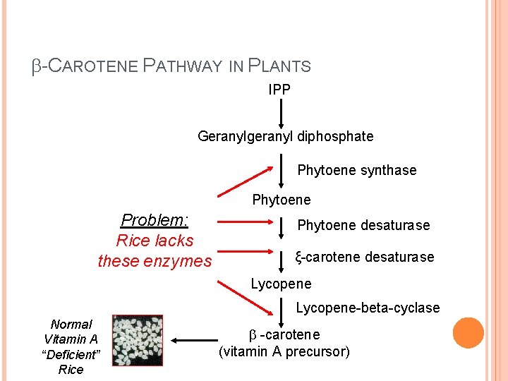 -CAROTENE PATHWAY IN PLANTS IPP Geranylgeranyl diphosphate Phytoene synthase Phytoene Problem: Rice lacks -CAROTENE PATHWAY IN PLANTS IPP Geranylgeranyl diphosphate Phytoene synthase Phytoene Problem: Rice lacks